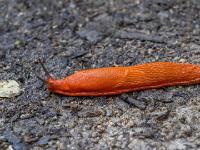 Spanische Wegschnecke